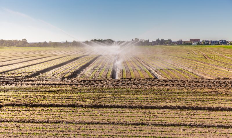 Crop Field at Dawn